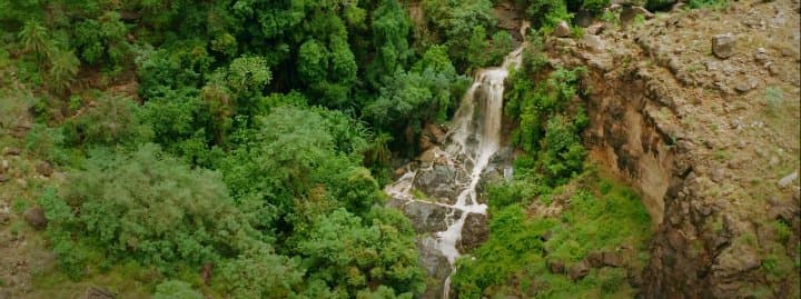 The breathtaking 'Jungle of Arabia